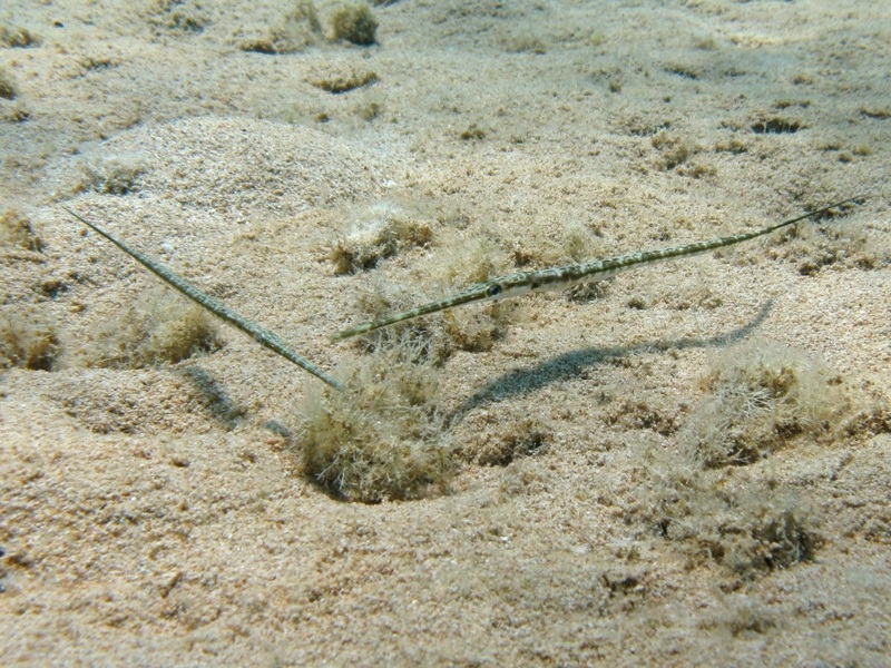 Fistularia commersonii (Rppell, 1838) - specie lessepsiana